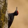 Picchio nero - Black woodpecker (Dryocopus martius)