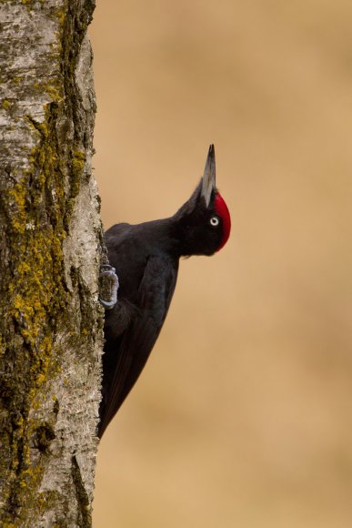 Picchio nero - Black woodpecker (Dryocopus martius)