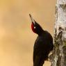 Picchio nero - Black woodpecker (Dryocopus martius)