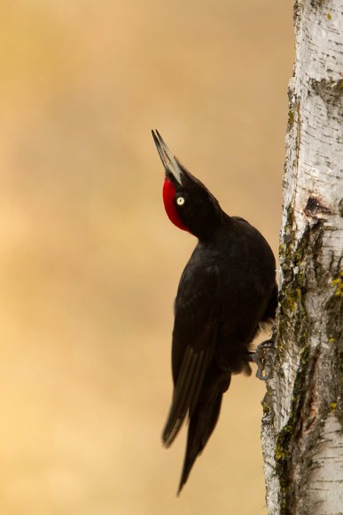 Picchio nero - Black woodpecker (Dryocopus martius)