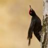 Picchio nero - Black woodpecker (Dryocopus martius)