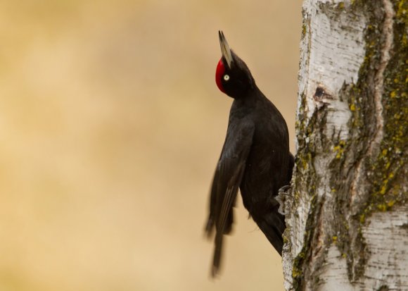 Picchio nero - Black woodpecker (Dryocopus martius)