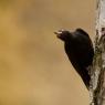 Picchio nero - Black woodpecker (Dryocopus martius)