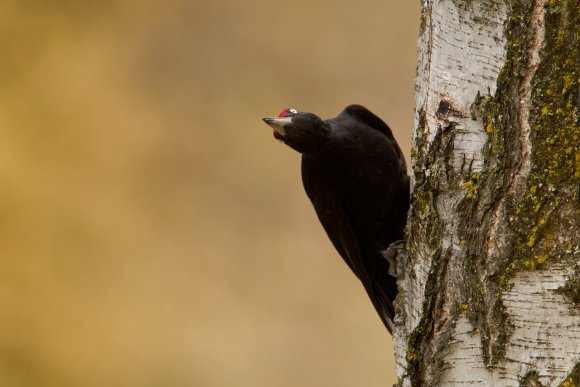 Picchio nero - Black woodpecker (Dryocopus martius)