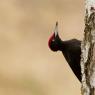 Picchio nero - Black woodpecker (Dryocopus martius)