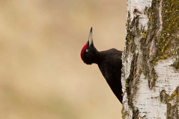 Picchio nero - Black woodpecker (Dryocopus martius)