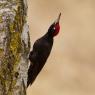 Picchio nero - Black woodpecker (Dryocopus martius)