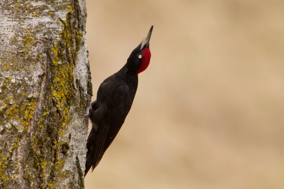 Picchio nero - Black woodpecker (Dryocopus martius)