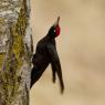 Picchio nero - Black woodpecker (Dryocopus martius)