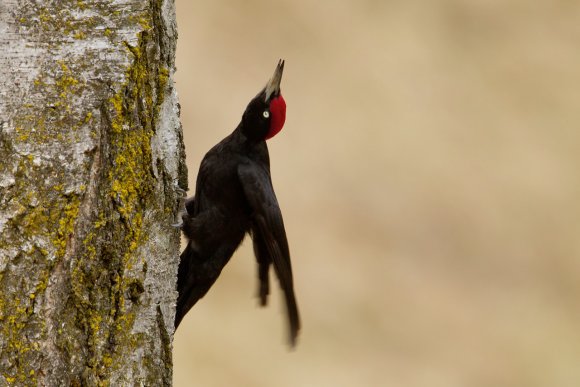 Picchio nero - Black woodpecker (Dryocopus martius)