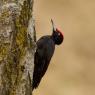 Picchio nero - Black woodpecker (Dryocopus martius)