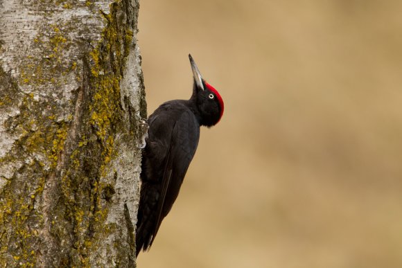 Picchio nero - Black woodpecker (Dryocopus martius)