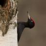 Picchio nero - Black woodpecker (Dryocopus martius)