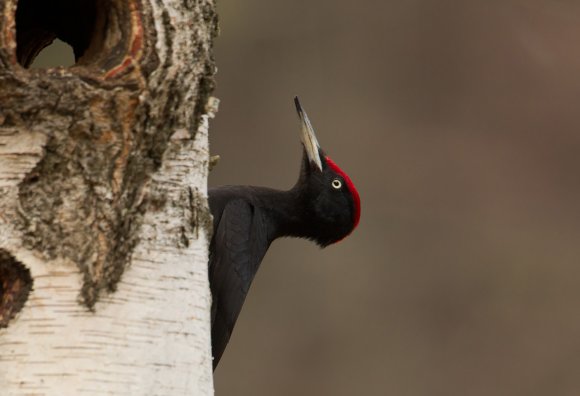 Picchio nero - Black woodpecker (Dryocopus martius)