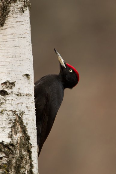 Picchio nero - Black woodpecker (Dryocopus martius)