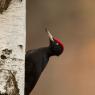 Picchio nero - Black woodpecker (Dryocopus martius)