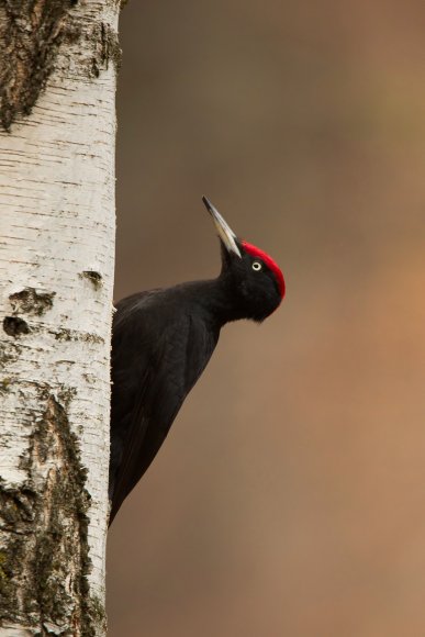 Picchio nero - Black woodpecker (Dryocopus martius)