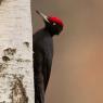 Picchio nero - Black woodpecker (Dryocopus martius)