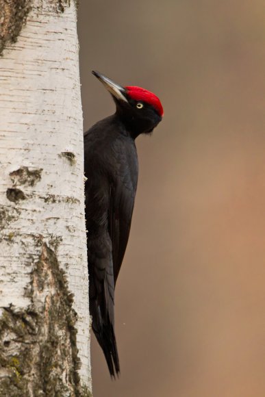 Picchio nero - Black woodpecker (Dryocopus martius)