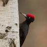 Picchio nero - Black woodpecker (Dryocopus martius)