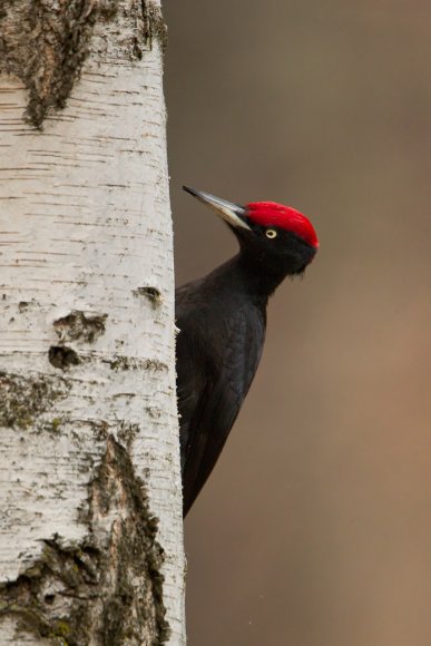 Picchio nero - Black woodpecker (Dryocopus martius)