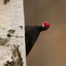 Picchio nero - Black woodpecker (Dryocopus martius)