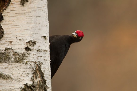 Picchio nero - Black woodpecker (Dryocopus martius)