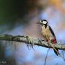 Picchio verde - Eurasian Green Woodpecker (Picus viridis)