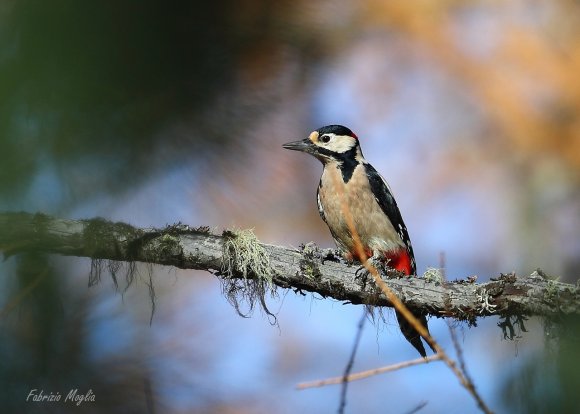 Picchio verde - Eurasian Green Woodpecker (Picus viridis)