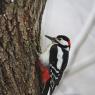 Picchio verde - Eurasian Green Woodpecker (Picus viridis)