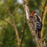 Picchio verde - Eurasian Green Woodpecker (Picus viridis)