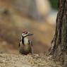 Picchio verde - Eurasian Green Woodpecker (Picus viridis)