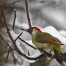 Picchio verde - Eurasian Green Woodpecker (Picus viridis)