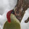 Picchio verde - Eurasian Green Woodpecker (Picus viridis)