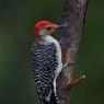 Picchio della Carolina - Red bellied woodpecker (Melanerpes carolinus)