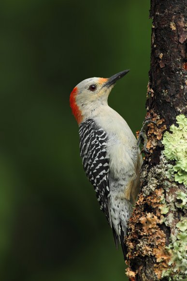 Picchio della Carolina - Red bellied woodpecker (Melanerpes carolinus)