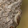 Torcicollo - Eurasian wryneck (Jynx torquilla)