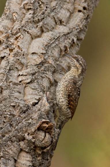 Torcicollo - Eurasian wryneck (Jynx torquilla)