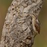 Torcicollo - Eurasian wryneck (Jynx torquilla)