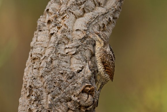 Torcicollo - Eurasian wryneck (Jynx torquilla)