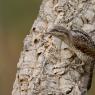 Torcicollo - Eurasian wryneck (Jynx torquilla)