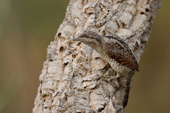 Torcicollo - Eurasian wryneck (Jynx torquilla)