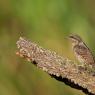 Torcicollo - Eurasian wryneck (Jynx torquilla)