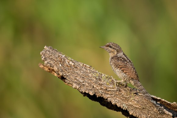 Torcicollo - Eurasian wryneck (Jynx torquilla)