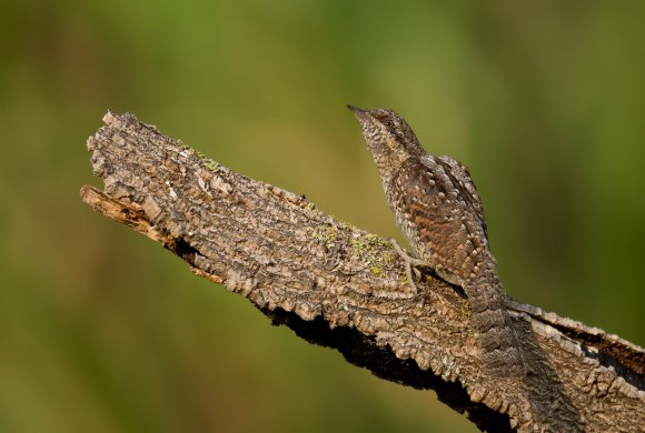 Torcicollo - Eurasian wryneck (Jynx torquilla)