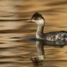 Svasso piccolo -  Black necked grebe (Podiceps nigricollis)