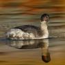 Svasso piccolo -  Black necked grebe (Podiceps nigricollis)