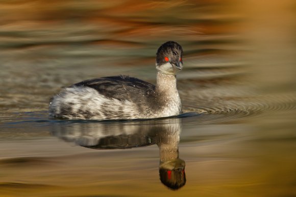 Svasso piccolo -  Black necked grebe (Podiceps nigricollis)