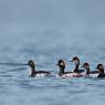 Svasso piccolo - Black necked grebe (Podiceps nigricollis)