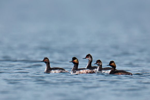 Svasso piccolo - Black necked grebe (Podiceps nigricollis)